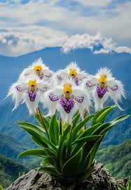 Monkey Face Orchid (Dracula simia ...
