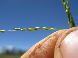 Image result for Panicum gilvum