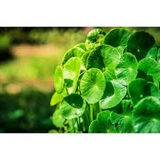 Image result for Centella glabrata