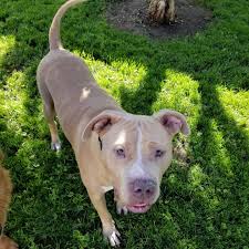 These dogs require assertive and dominance on your part and are normally recommend for the experienced dog owner. Dog For Adoption Luca A Bullmastiff Pit Bull Terrier Mix In Cantua Creek Ca Petfinder