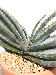 Image result for Aloe suprafoliata