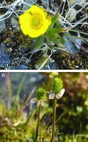 Image result for Ranunculaceae