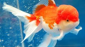 Check spelling or type a new query. Ikan Mas Koki Oranda Untuk Kontes Harga Murah