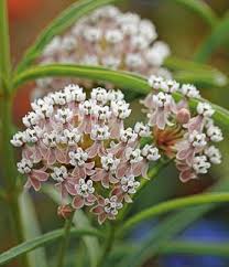 Asclepias Fascicularis Narrow Leaved Milkweed A Very Pretty Plant Even When It S Not Flowering Asclepias Milkweed Plants