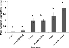 Image result for Maerua edulis