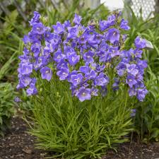 Campanula Takion Blue In 2020 Campanula Lavender Blue Bellflower
