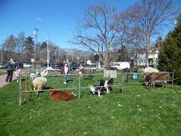 Petting zoo and pony rides here at pony parties by dawn we take great pride in our long list of satisfied customers. Philadelphia Traveling Petting Zoos For Birthday Parties