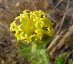 Image result for Gnidia kraussiana