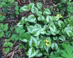 Image result for Lamium galeobdolon
