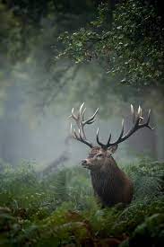 Daily Dozen Photos National Geographic Your Shot Majestic Animals Animals Wild Forest Animals