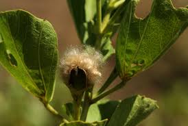 Image result for Cienfuegosia hildebrandtii