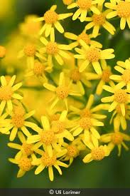 Image result for Rungia paxiana