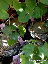 Image result for Oxyanthus goetzei