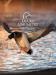 Waterfowl Wallpaper 53 Pictures Hd drake waterfowl wallpapers pic wpb007899. waterfowl wallpaper 53 pictures