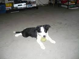 Browse thru our id verified puppy for sale listings to find your perfect puppy in your area. 1 Adorable Border Collie Puppy For Sale In Yuba City California Classified Americanlisted Com