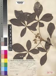 Image result for Vitex payos