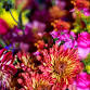 Joy Blooms — Bluebirds & Blooms event image