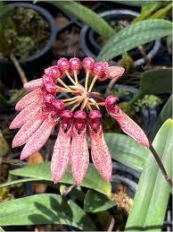 Image result for Bulbophyllum burttii
