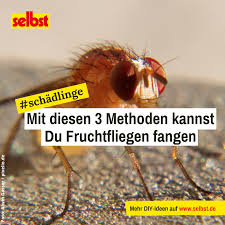 Fruchtfliegen Fangen Selbst De Fruchtfliegen Fruchtfliegen Fangen Fruchtfliegenfalle