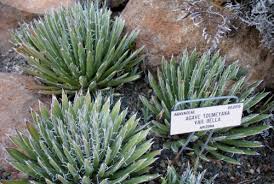 Check spelling or type a new query. The Desert Northwest The Nitty Gritty Of Desert Garden Design