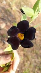 Image result for Thunbergia annua