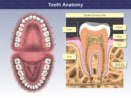 Image result for Tooth Anatomy