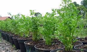 Cara mudah tanam daun sup dari potongan akar. Seledri Manfaat Dan Teknik Budidaya Organik Dalam Polybag