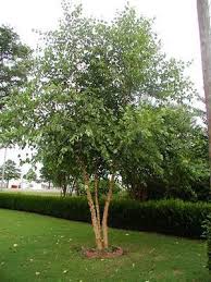 River Birch Trees For Sale Near Me Pin On Spillane Landscaping