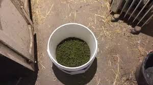 Maybe you would like to learn more about one of these? Feeding Alfalfa Pellets To Pigs The Thrifty Homesteader