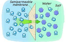 Cell diffusion can have different rates, and it is a process that is studied heavily in biology. Make A Potato Shrink With Saltwater Scientific American