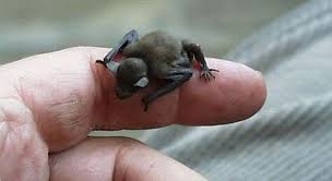 Places ithaca, new york photography & videographyphotographer bumblebee bat studio. Bumblebee Bat Facts The World S Smallest Bat The Fact Site