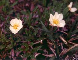 Image result for Drypetes sclerophylla