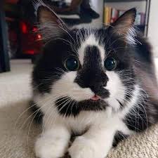 Funny Cat Videos Try Not To Laugh In 2020 Kittens Cutest Cute Baby Animals Pretty Cats