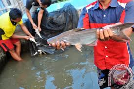 Mimpi menangkap ikan atau mendapatkan ikan yang besar dapat diartikan bahwa anda akan mendapatkan sebuah rezeki yang besar. Perum Perindo Bantu Pasarkan Ikan Patin Riau Antara News