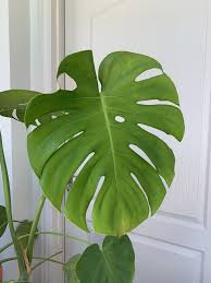 Monstera Deliciosa Care Guide In 2020 Monstera Deliciosa Care Monstera Tropical House Plants