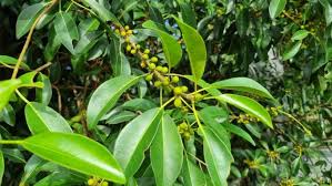 Image result for Ficus obliqua