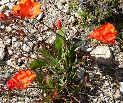 Image result for Tritonia moggii