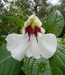 Image result for Impatiens tinctoria