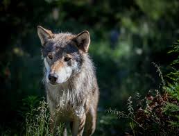 Wolf Canis Rufus Animals A Z Animals
