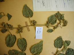 Image result for Sida urens