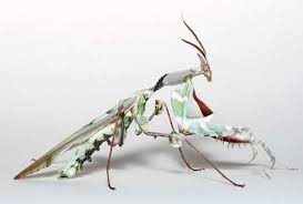 Earth Aliens Top 10 Coolest Species Of Praying Mantis Praying Mantis Insects Bugs And Insects