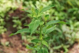 Image result for Sphenoclea zeylanica