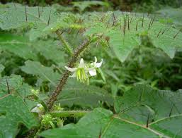 Image result for Solanum aculeatissimum