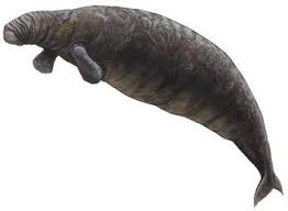 Dangerous Of Wild Animals Stellers Sea Cow