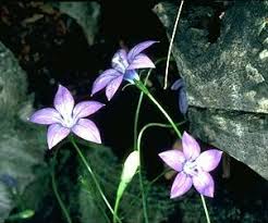Image result for Wahlenbergia perrottetii