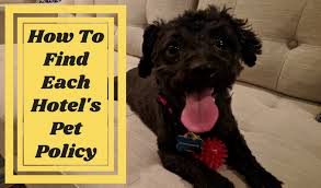 Sometimes the hotel may charge pet fees or have weight limit on pets. How To Find Each Hotel S Pet Policy No Home Just Roam