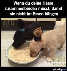Wenn Du Deine Haare Zusammenbinden Musst Damit Sie Nicht Im Essen Hangen Essen Haare Niedlich Ohren Suss Wel Tier Memes Lustige Tierbilder Hund Funnies