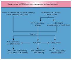 Welcome to chuan hseng official website, we are the hose master. Ijms Free Full Text The Yin And Yang Of Autosomal Recessive Primary Microcephaly Genes Insights From Neurogenesis And Carcinogenesis Html