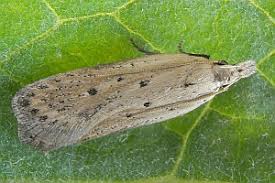 Image result for Nothris verbascella