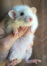 Harley Long Haired Dwarf Rat Pet Rats Baby Rats Animals